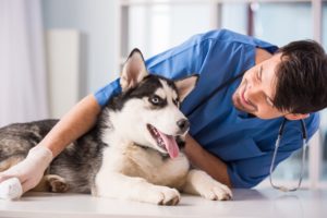 8 Tips on How to Keep your Pet Dogs Healthy | Cebu Finest