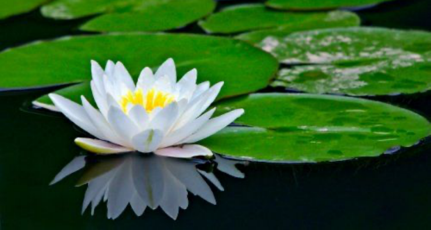 How to Care for your Aquatic Plants - CebuFinest