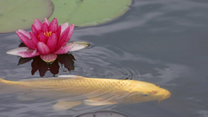 5 Best Plants For Koi Ponds | CebuFinest